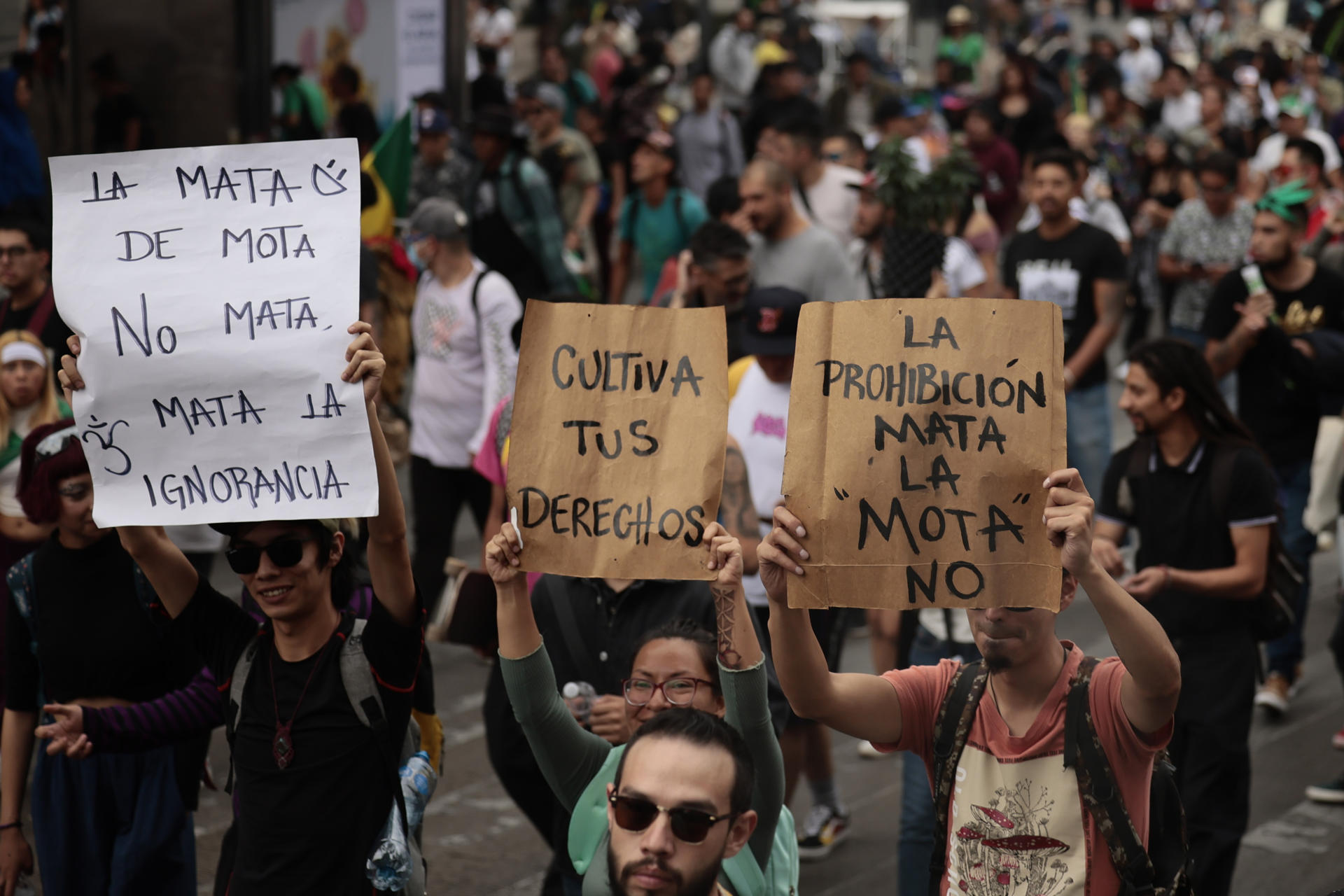 México desaprovecha potencial de cannabis a dos años del histórico fallo de la SCJN